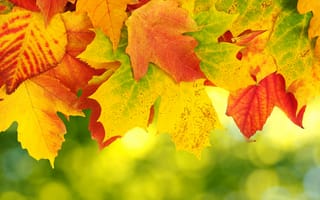 Картинка осень, листья, colorful, autumn, maple, осенние, клен