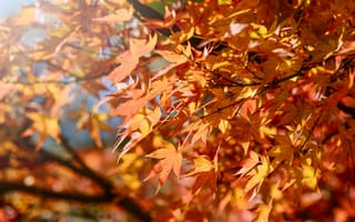 Картинка осень, листья, осенние, autumn, colorful, leaves, maple, клен