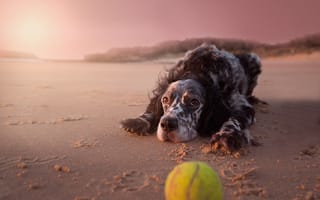 Картинка песок, пляж, розовый, устал, свет, лежит, берег, щенок, мячик, морда, мяч, игрушка, вечер, взгляд, собака