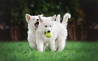 Картинка собаки, парк, поляна, футбол, игра, пасть, белые, лето, игрушка, мячик, щенки, мяч, прогулка, трава, пара, газон