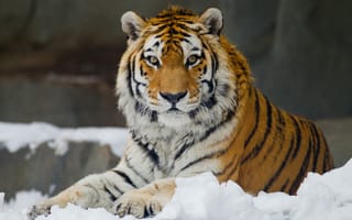 Картинка Амурский тигр, досуг, взгляд, снег