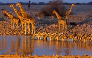 Картинка Etosha National Park, жираф, Намибия, Африка, зебра, водопой