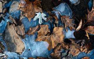 Картинка осень, листья, макро, лёд, камни