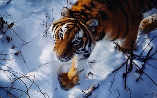 Картинка Амурский тигр, взгляд, хищник, снег, дикая кошка