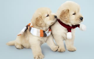 Картинка собака, New Year, Рождество, puppy, щенок, cute, лабрадор, Merry, Christmas, Новый Год, dog