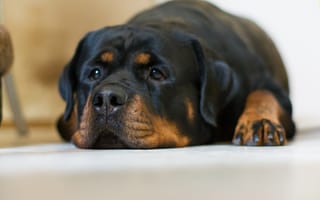 Картинка собака, грусть, взгляд, ротвейлер