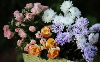 Картинка © Elena Di Guardo, хризантемы, розы, бутоны