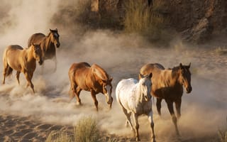 Картинка животные, кони, дикая природа, лошади, пыль, табун, стадо