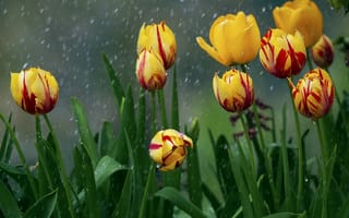 Картинка цветы, тюльпаны, дождь