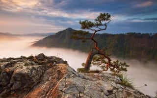 Картинка Польша, скалы, сосна, лес, горы, Sokolica, туман