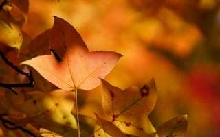 Картинка дерево, листья, осень, желтые, лист
