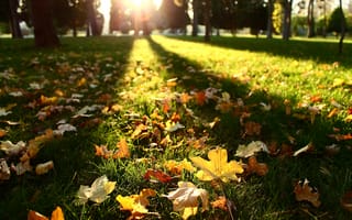 Картинка солнце, осень, листья