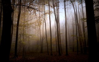 Картинка мрак, осень, свет, природа, лес