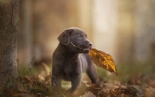 Картинка осень, листик, боке, малыш, щенок, пёсик, лист, собака, Лабрадор-ретривер