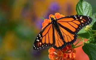 Картинка Данаида монарх, макро, цветок, бабочка, монарх