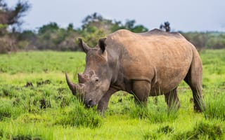 Картинка horns, mammal, rhinoceros