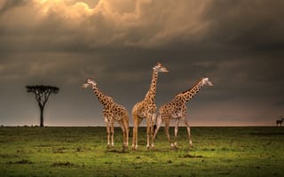 Картинка поле, тучи, Африка, облака, дерево, жираф, трио, три, жирафы, небо, саванна