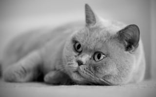 Картинка кот, серый, британец, глаза