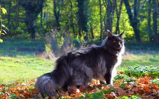 Картинка осень, природа, листва, поляна, серый, парк, свет, взгляд, кот, поза, кошка, ветки, морда, листья, деревья