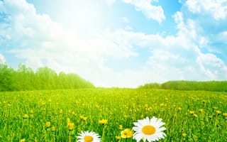 Картинка лето, ромашки, солнце, луг, цветы, облака, поле, трава, небо