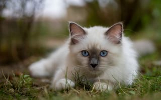 Картинка трава, Бирманская кошка, взгляд, котёнок, голубые глаза, боке, мордочка