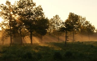 Картинка лето, трава, лес, утро, туман