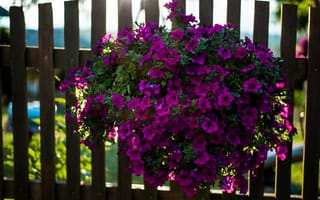 Картинка лето, петунии, фиолетовые, петуния, яркие, пышный, куст, много, цветы, сиреневые, цветение, свет, сад, забор