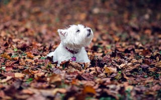 Картинка собака, листья, осень
