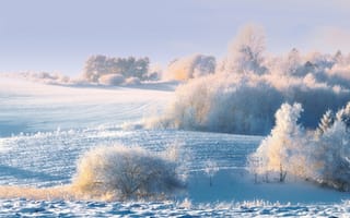 Картинка холмы, зима, деревья, кусты, снег