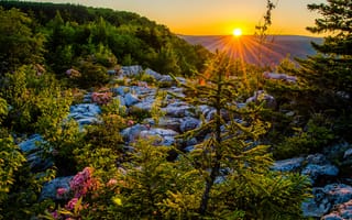 Картинка Dolly Sods Wilderness, Аллеганские горы, Национальный заповедник Мононгиела, закат, плато, West Virginia, Аллеганы, Monongahela National Forest, Allegheny Mountains, Западная Виргиния