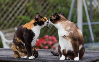 Картинка кошки, усы, раскрас, встреча