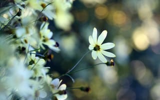 Картинка цветок, нежность, макро, белый, растения, блики