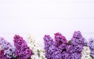 Картинка цветы, flowers, сирень, lilac, purple, wood