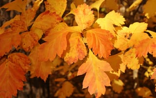 Картинка осень, желтый, Листья
