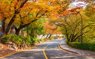 Картинка дорога, осень, деревья, road, парк, nature, листья, park
