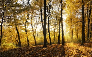 Картинка деревья, свет, лес, листья, осень