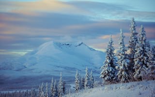 Картинка Аляска, горы, деревья, снег, зима, ели, Alaska