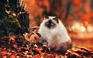 Картинка Кот, кошка, природа, пушистая, глаза, взгляд, осень, грибы, листва, голубые, боке