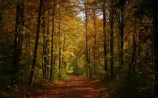 Картинка дорога, осень, деревья, лес