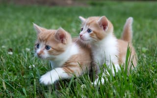 Картинка котята, прогулка, трава, парочка, двойняшки, малыши