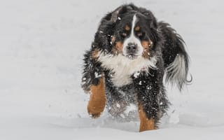 Картинка зима, Бернский Зенненхунд, красавец, снег