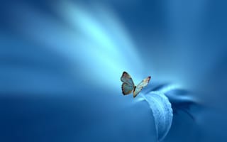 Картинка бабочка, голубой, стиль, цветок, лист, Josep Sumalla