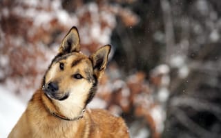 Картинка собака, зима, друг