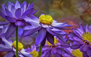 Картинка водяная лилия, фотошоп, коллаж