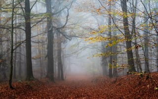 Картинка осень, лес, туман, листья, деревья