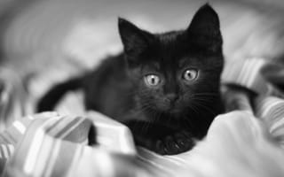 Картинка котенок, грустный, взгляд, черный, одеяло, глаза