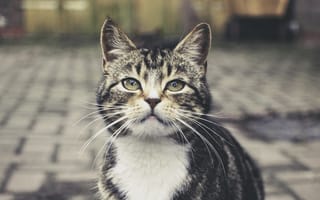 Картинка кошка, серая, полосатая, улица, взгляд