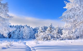 Картинка деревья, снег, зима