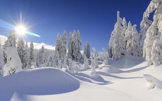 Картинка Vancouver, зима, ели, деревья, снег, Ванкувер, сугробы, Canada, Канада, British Columbia, Британская Колумбия