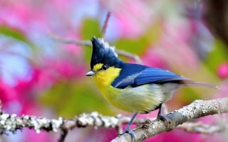 Картинка ветки, птица, синица, боке, Тайваньская жёлтая синица